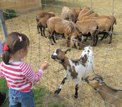 young girl feeding goats at a petting zoo